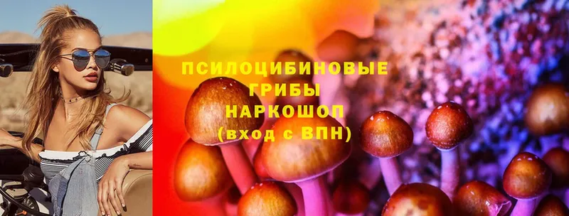 Псилоцибиновые грибы Psilocybe  Змеиногорск 